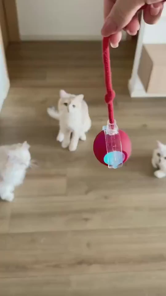 Pisică jucându-se cu PurrBall