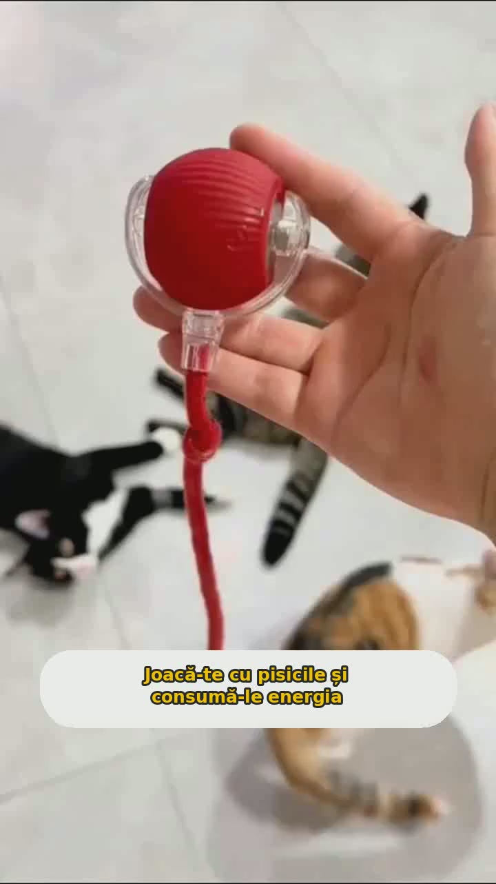 PurrBall în acțiune: o pisică se joacă cu mingea interactivă roșie care se rotește singură