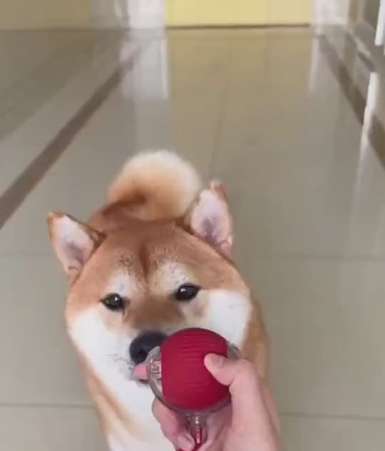 PurrBall ținând companie unui câine