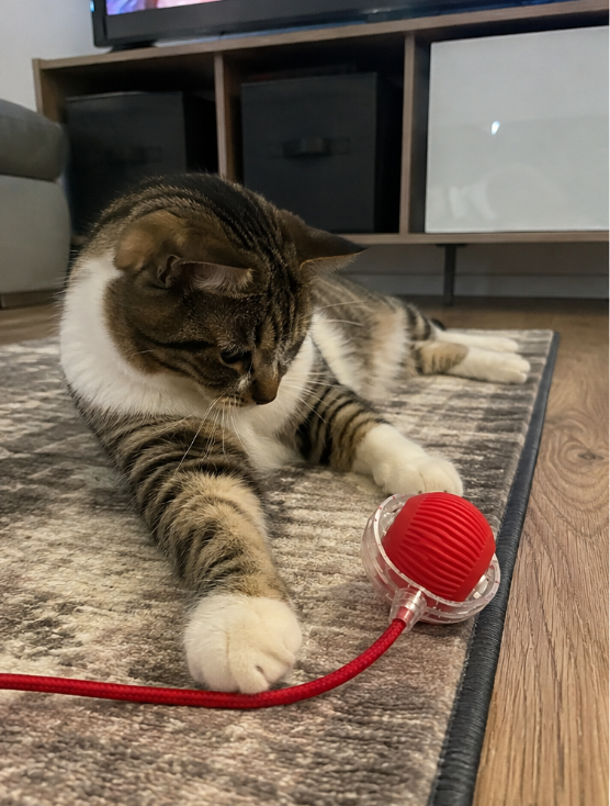 Pisică tigrată întinsă pe covor lângă mingea PurrBall roșie