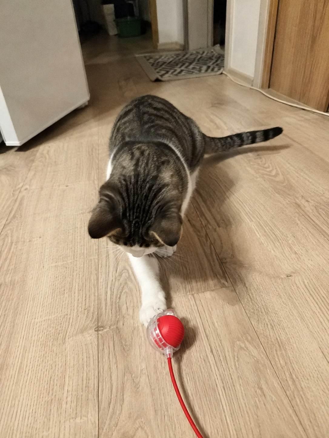 Pisică apucând mingea PurrBall în timp ce se joacă pe hol